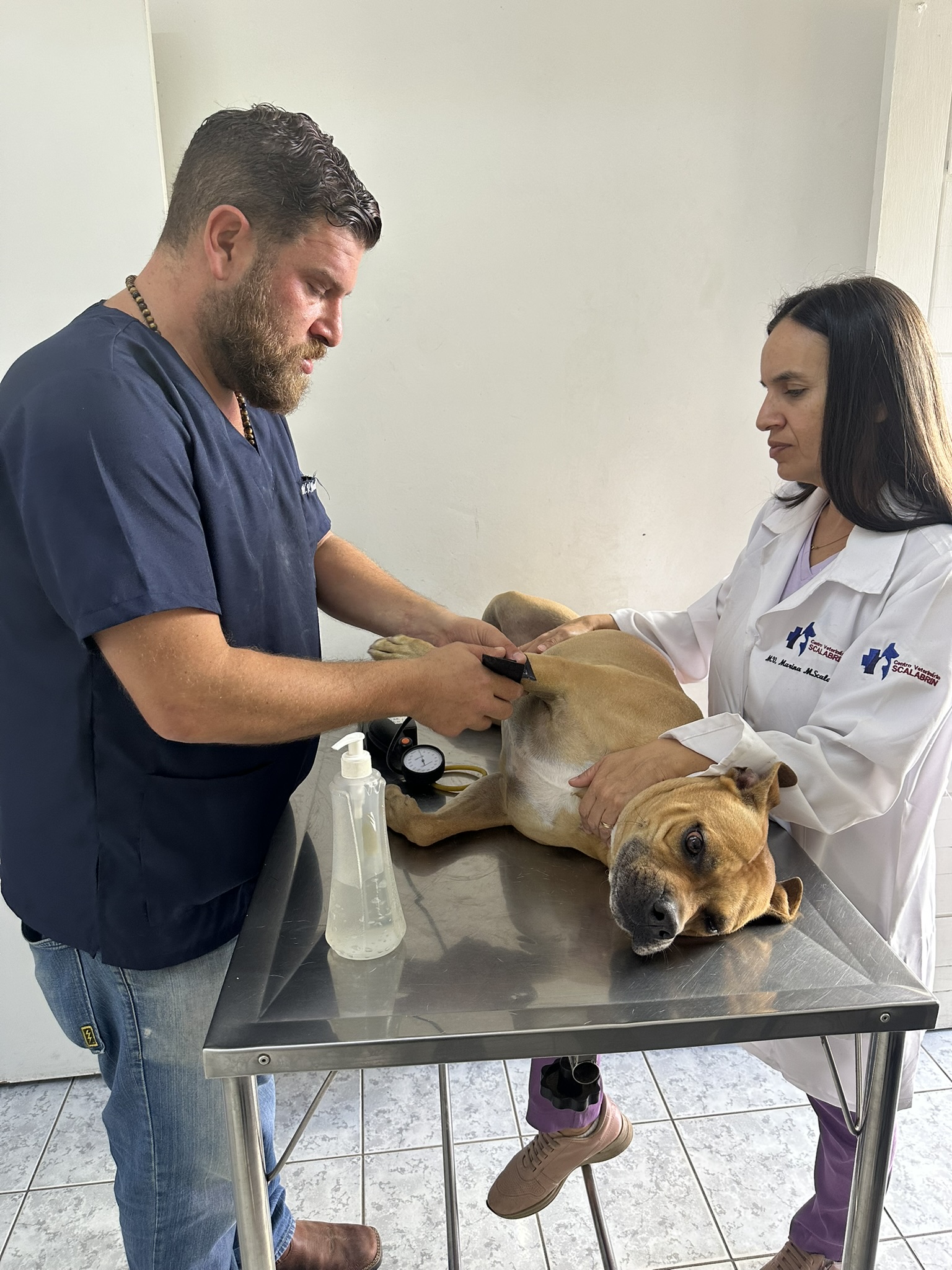 Cães atendidos pelo veterinário em Araçariguama — Centro Veterinário Scalabrin