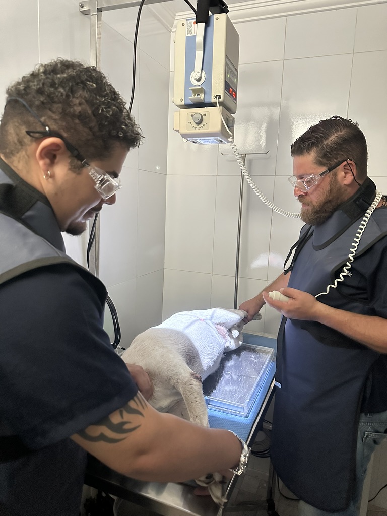 Raio-X digital veterinário exclusivo em Araçariguama — Centro Veterinário Scalabrin, a única clínica da cidade com o equipamento